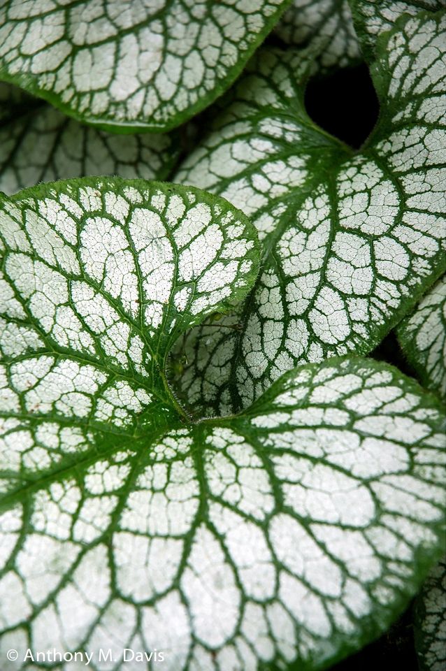 Green and White Leaves
