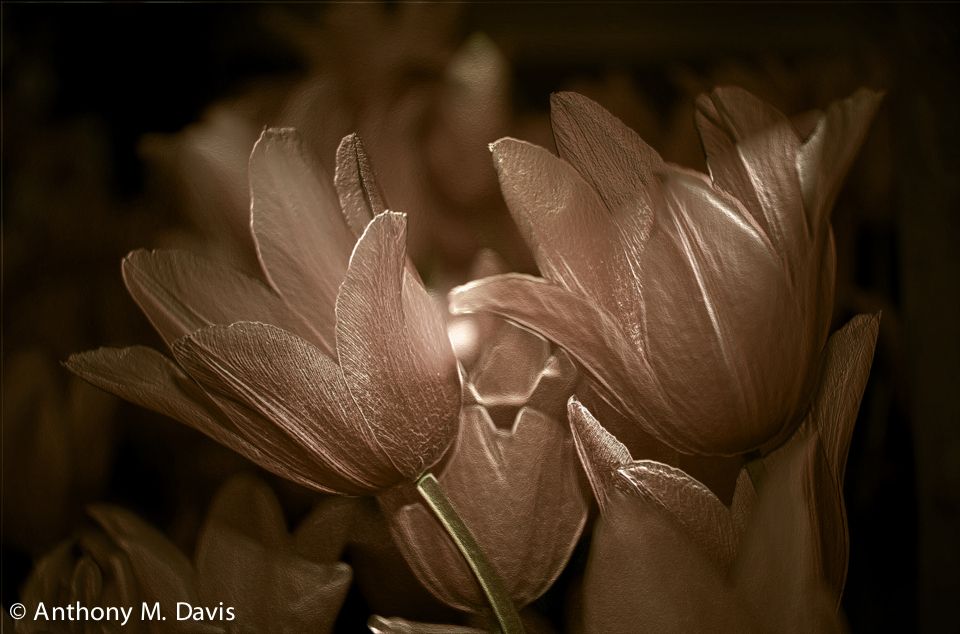 Pink Tulips – Stylized