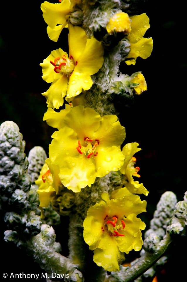 yellow flowers in the rain