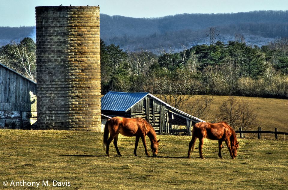 Virginia Horse Farm