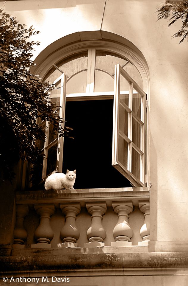 Winterthur Cat in Window